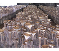 豬大肚企業黃頁 食用農產品批發行業指南